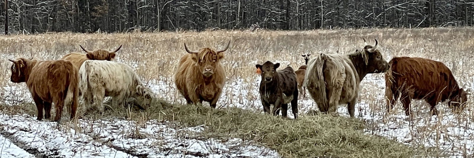 Annie Rodgers profile cover image