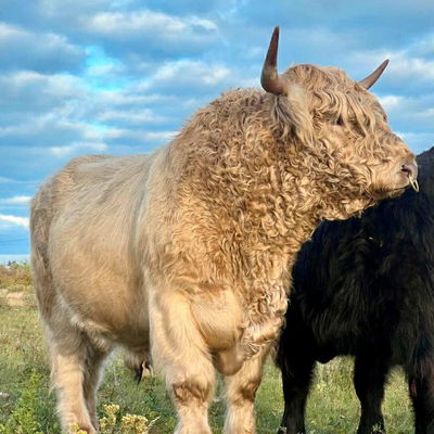 Double R Highlands profile picture