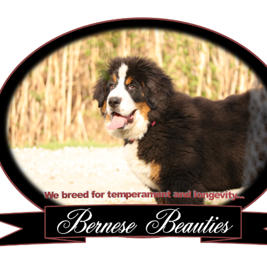 Bernese Beauties profile picture