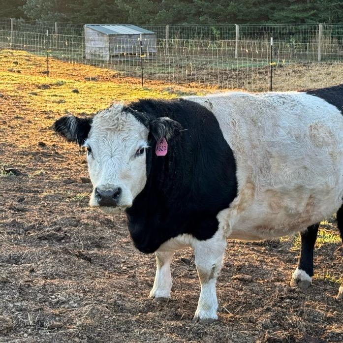 Maggie Moo