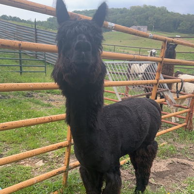 PPWI Jorah profile picture