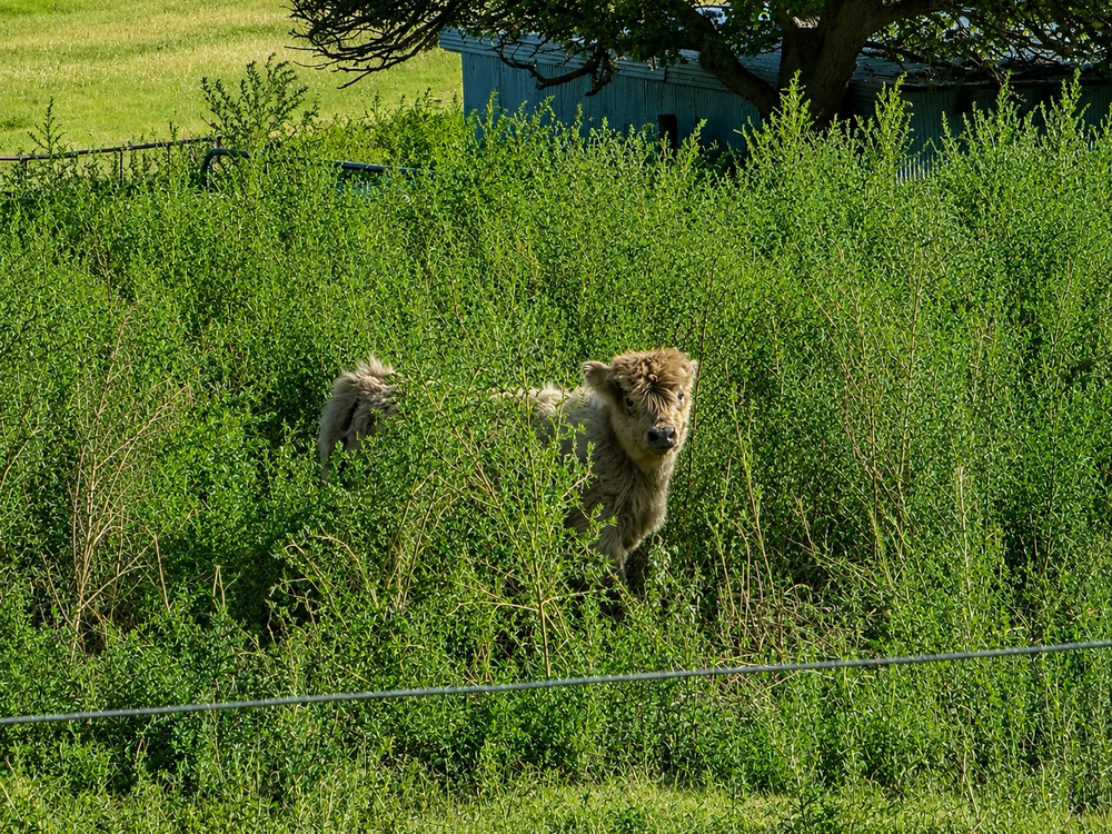 Dun bull calf, photo 6