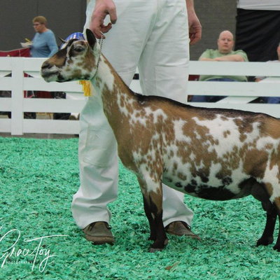 GCH TX Twincreeks MMD Snowflake EEEE92 profile picture