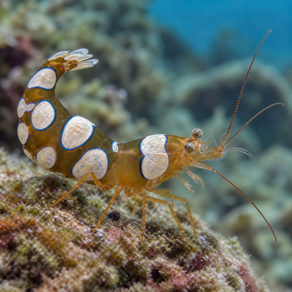 squat anemone shrimp