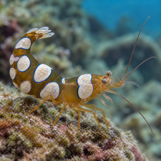 squat anemone shrimp