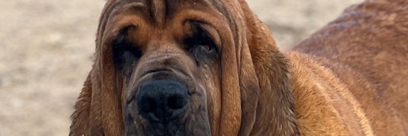 Hd Bloodhounds Homestead profile cover image
