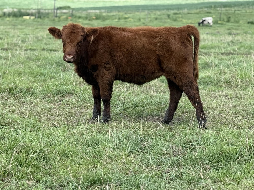 Kansas, photo 2
