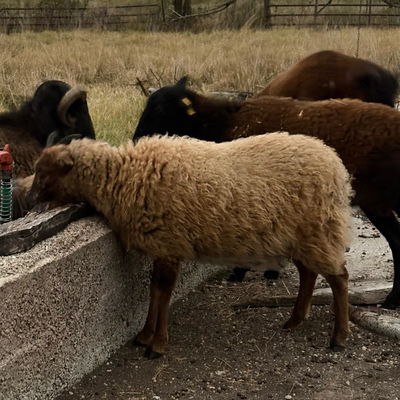 02 Ewe profile picture