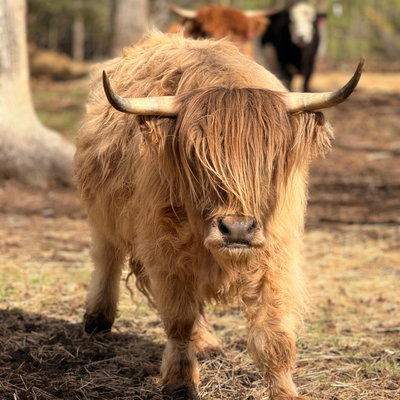 Cupcake profile picture