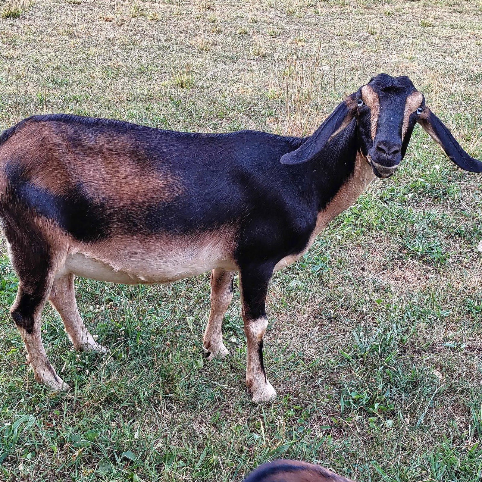 Storybook's Mocha