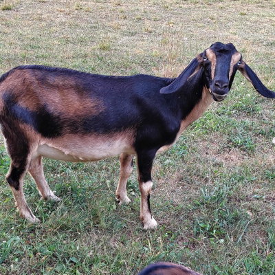 Storybook's Mocha profile picture