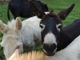Cabinwood’s Eleanor profile picture