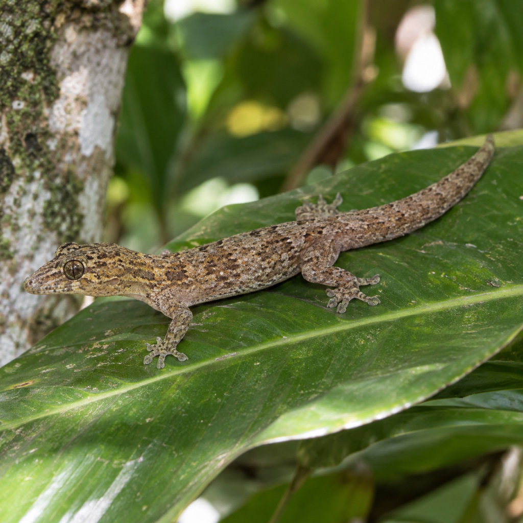 mourning gecko