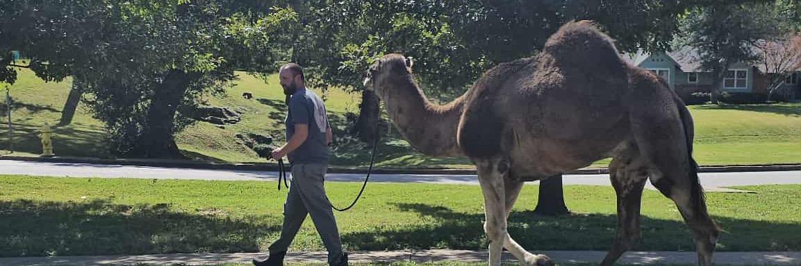 Southern Creatures profile cover image