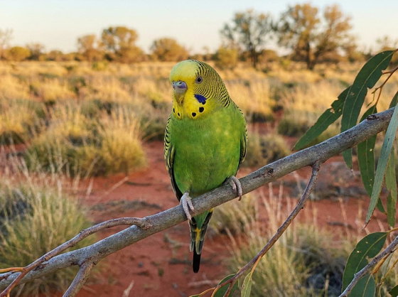 budgerigar