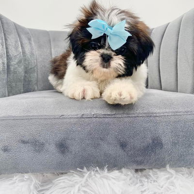 Saint Shih Tzu puppies profile picture