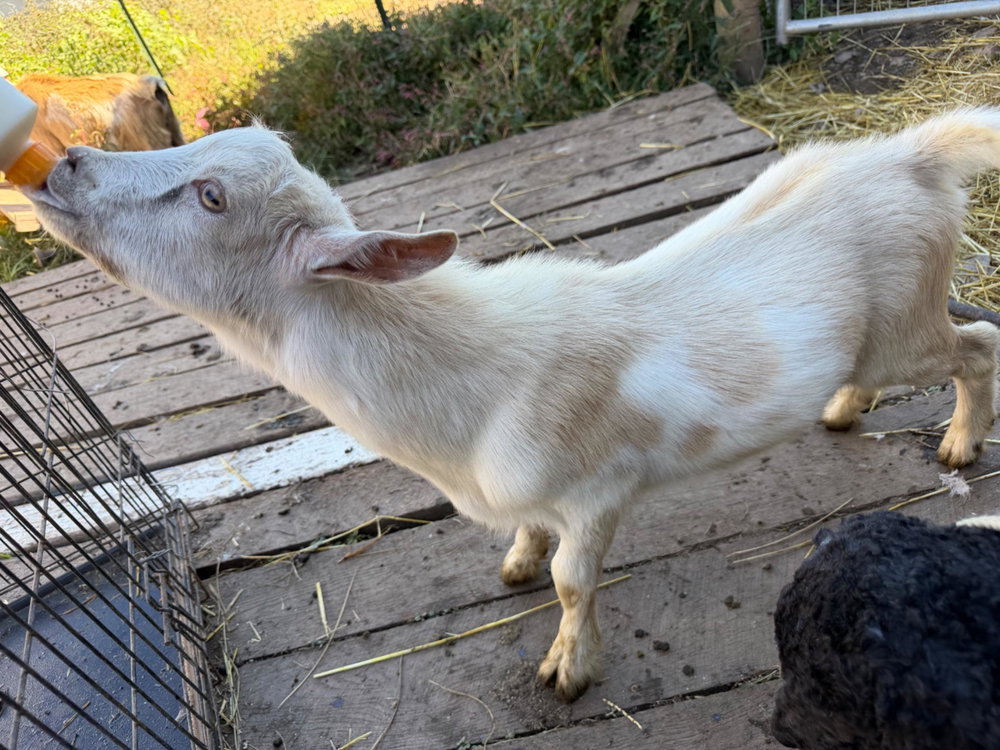 Elsa, photo 13