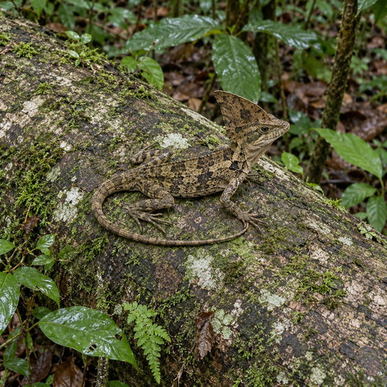 smooth helmeted lizard