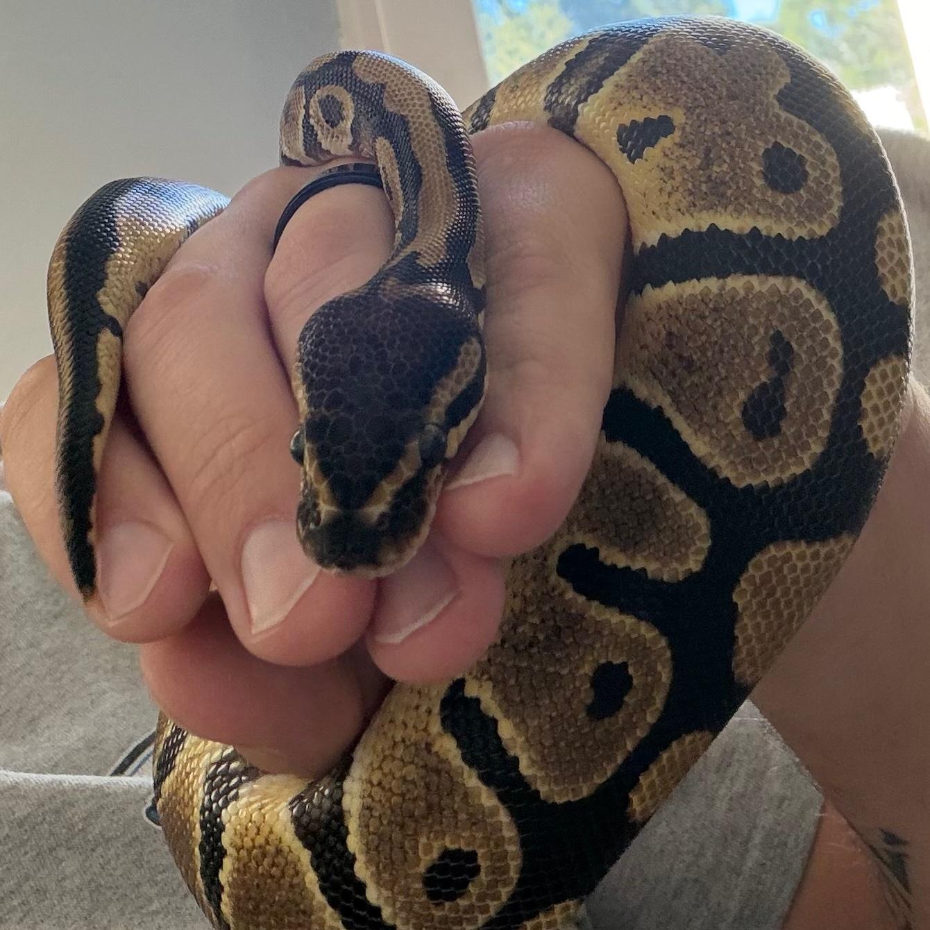Tilly