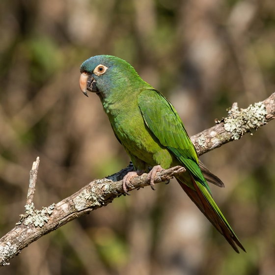 blue-crowned conure
