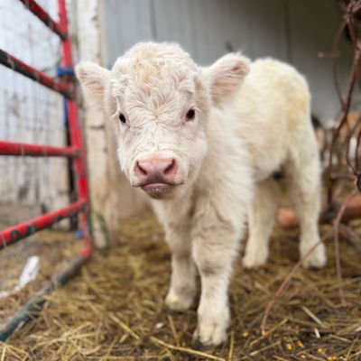 Elsa profile picture