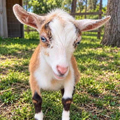 Pickles profile picture