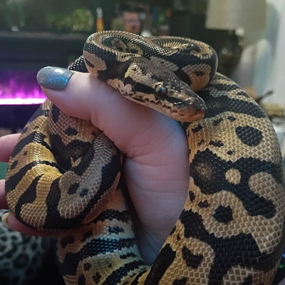 Hades profile picture