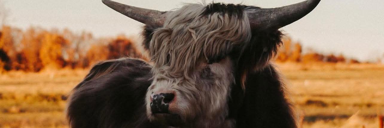 Cave Ranch profile cover image