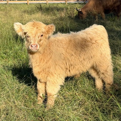 Ramona profile picture