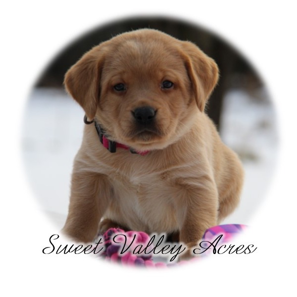 Sweet Valley Acres profile picture
