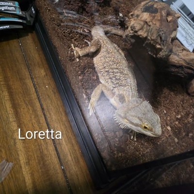 Loretta profile picture