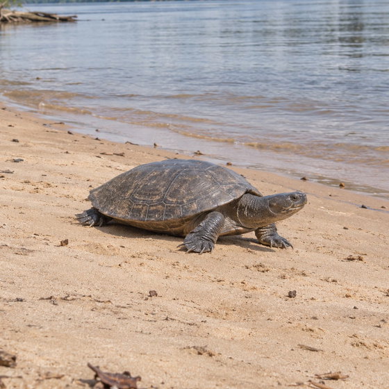 arrau river turtle
