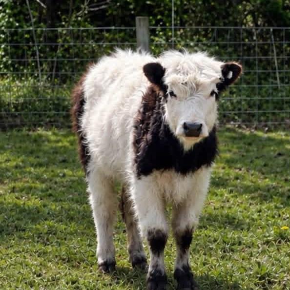 Moo-lan