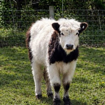 Moo-lan profile picture