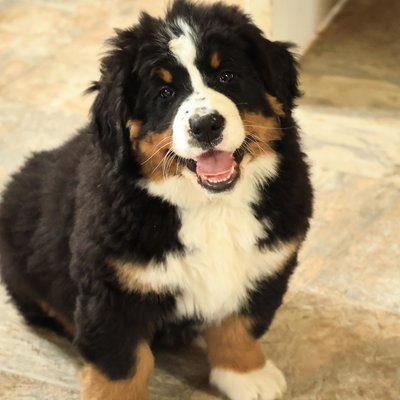 Sasha profile picture