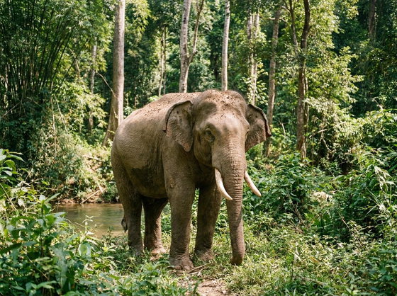 Asian elephant