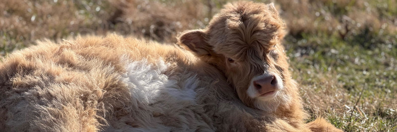 Studmuffin profile cover image