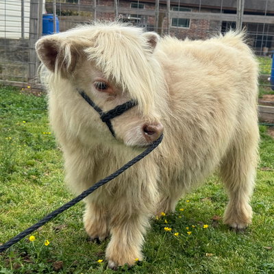 Nimbus profile picture