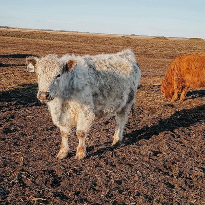 Glenda profile picture
