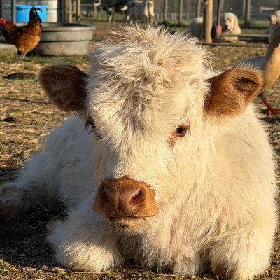 RBR Dutton profile picture