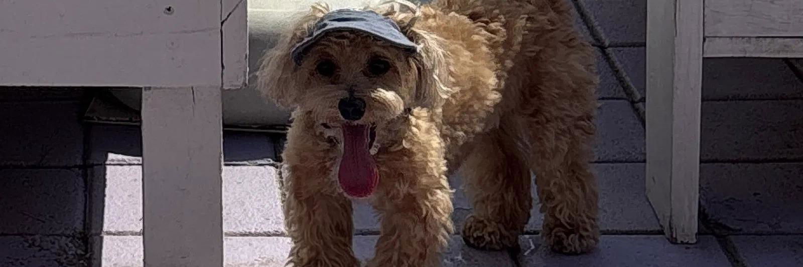 Rubicon profile cover image