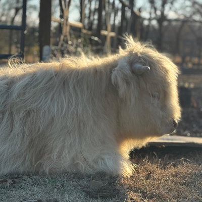 The Real Dill profile picture