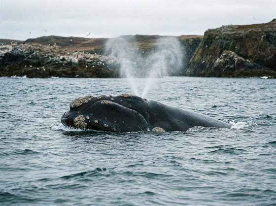 North Atlantic right whale