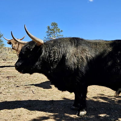 Holy Cross Fergus (D) profile picture