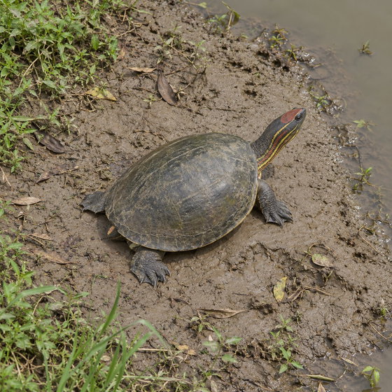 red-crowned roofed turtle