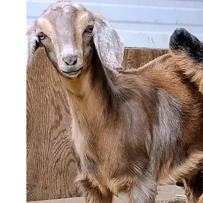 Toffee profile picture