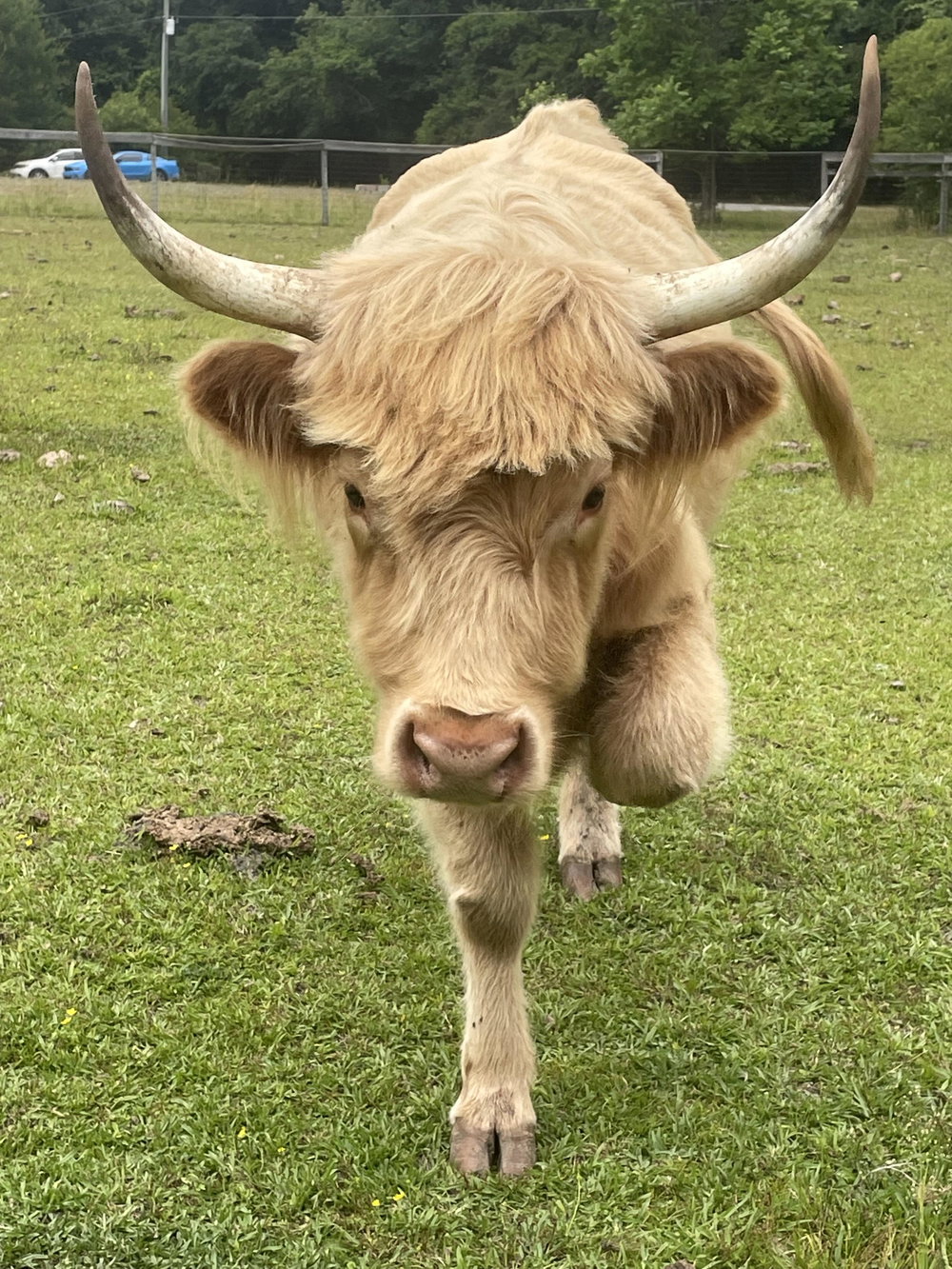 Buttercup, photo 6