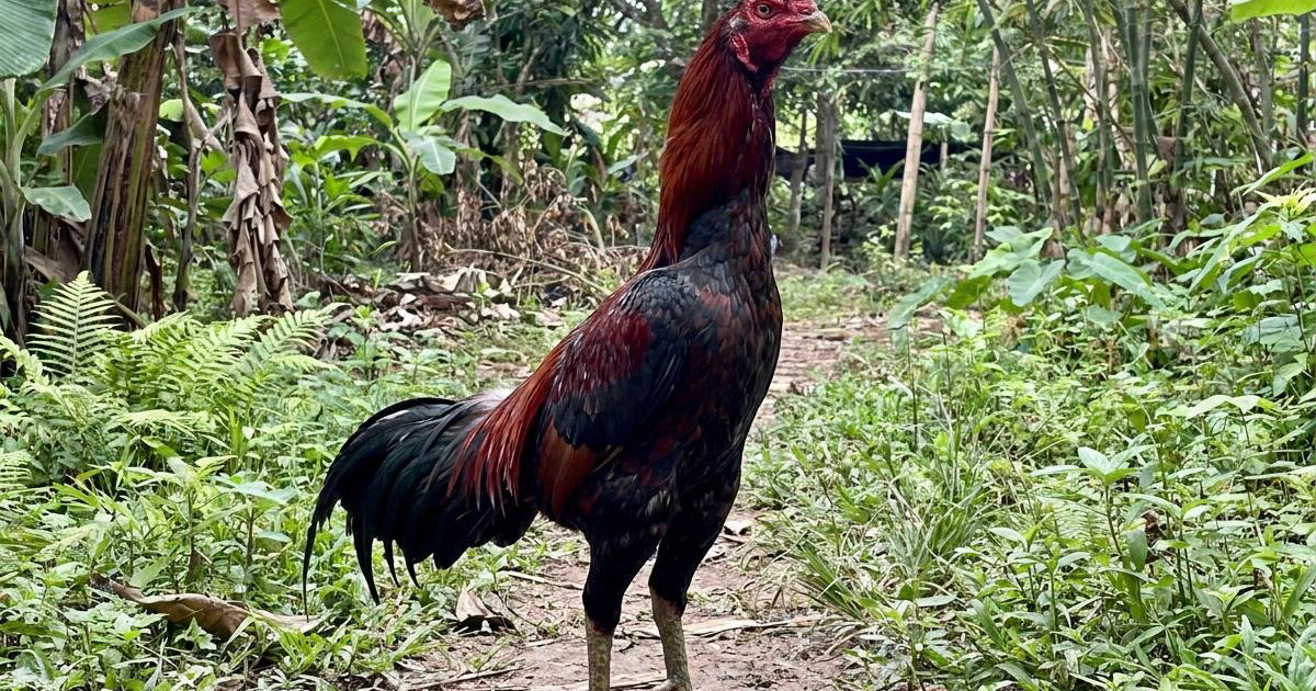 Theen Theen-Yee Chicken: Breed Facts, Prices & Breeders | Creatures