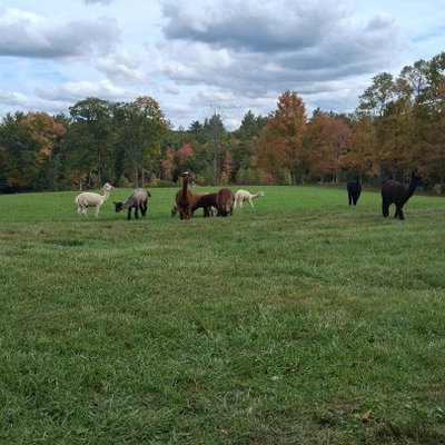 Alpacas profile picture