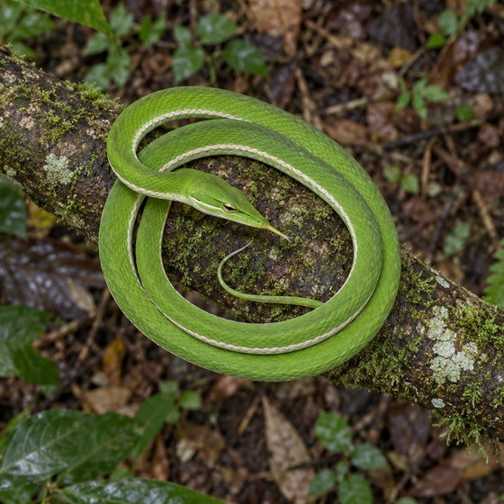 long-nosed tree snake